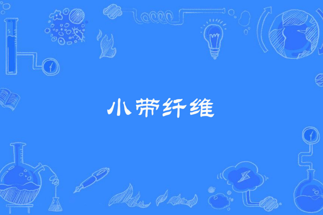 小帶纖維 小帶纖維