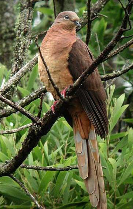 紅胸鵑鳩
