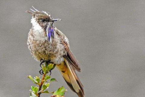 藍髯蜂鳥 藍髯蜂鳥