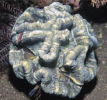 腦珊瑚