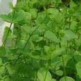荷蓮豆菜(荷蓮豆菜) 荷蓮豆菜(荷蓮豆菜)