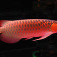 粉紅龍魚