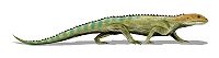 Mesosuchus browni，生存於早三疊紀的南非