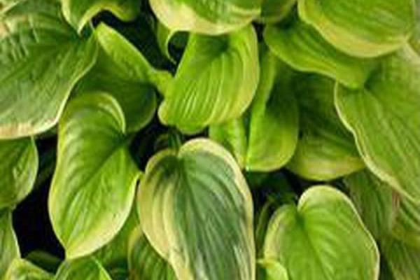 Hosta \x27Fragrant Bouquet\x27
