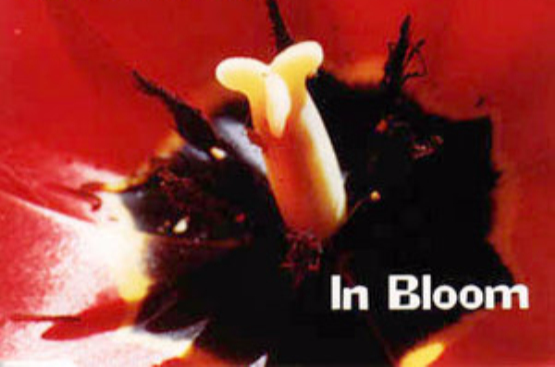 in bloom(《in bloom》（譯作：風華正茂）是美國著名搖滾樂隊nirvana的一支單曲。)