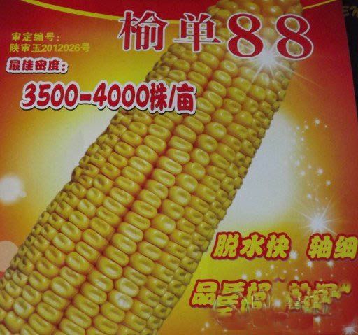 榆單88 榆單88