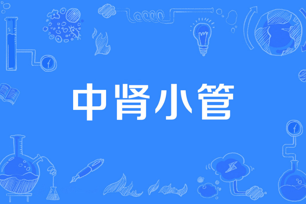 中腎小管 中腎小管