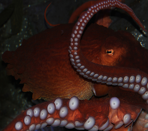 北太平洋巨型章魚