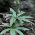 華重樓