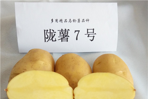隴薯7號(馬鈴薯品種) 隴薯7號(馬鈴薯品種)