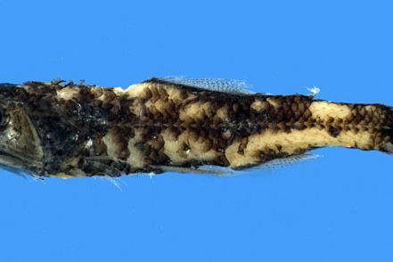 光腺眶燈魚 光腺眶燈魚
