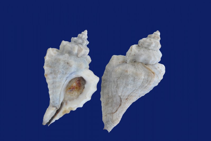 皮裂骨螺