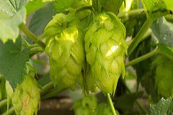 Humulus lupulus \x27Centennial\x27