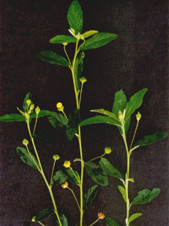 黃花母根 黃花母根