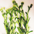 群心菜屬 群心菜屬