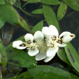 二穗水蕹 二穗水蕹