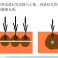 滲灌 滲灌