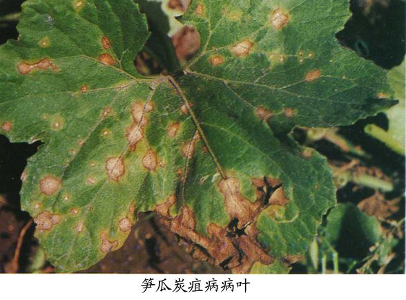 筍瓜炭疽病 筍瓜炭疽病