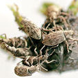 食芽象甲 食芽象甲