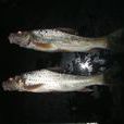 黑姑魚
