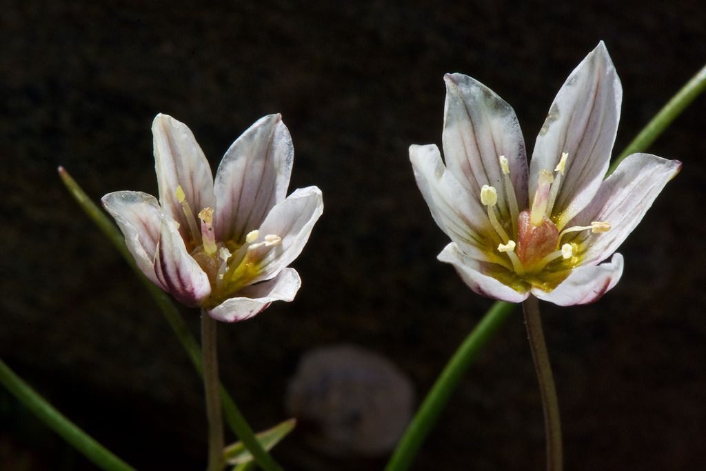 矮小窪瓣花 矮小窪瓣花