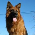 警衛犬 警衛犬