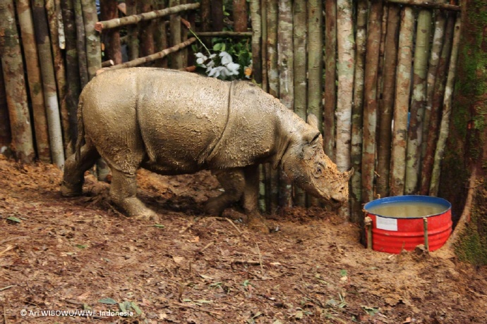 婆羅洲犀牛