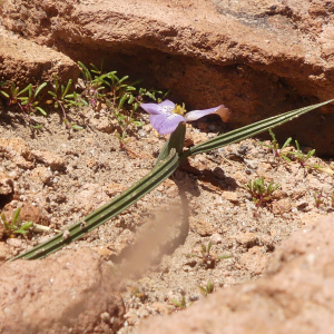 Mastigostyla cabrerae