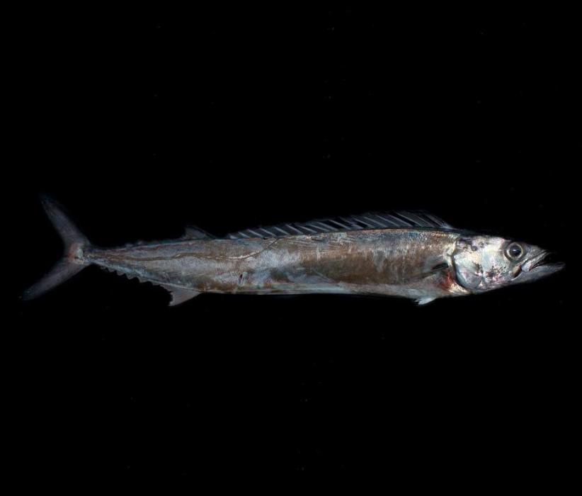杖魚 杖魚
