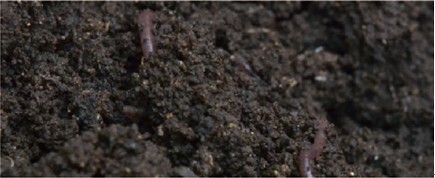 飼養蚯蚓疏鬆土壤增加孔隙度促進茶根生長