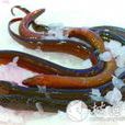合鰓魚科 合鰓魚科