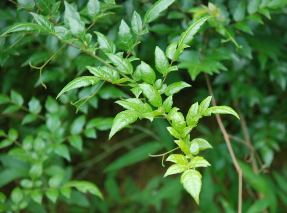 銀藤茶(端午茶) 銀藤茶(端午茶)