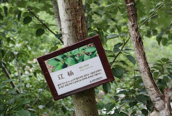 遼楊JS-61 遼楊JS-61