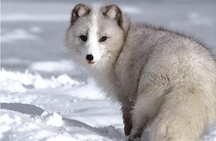 冰狐(北極狐的別稱)