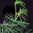 金松(杉科植物) 金松(杉科植物)