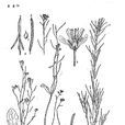 西藏鼠耳芥 西藏鼠耳芥