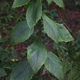 高大翅果菊 高大翅果菊