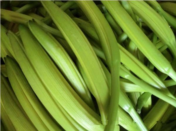 美特(西瓜品種變異種) 美特(西瓜品種變異種)