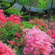 九仙山風景名勝區(九仙山風景名勝區) 九仙山風景名勝區(九仙山風景名勝區)