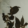 三舌合耳菊 三舌合耳菊
