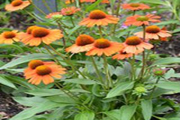 Echinacea \x27TNECHKIO\x27 KISMET INTENSE ORANGE Echinacea \x27TNECHKIO\x27 KISMET INTENSE ORANGE