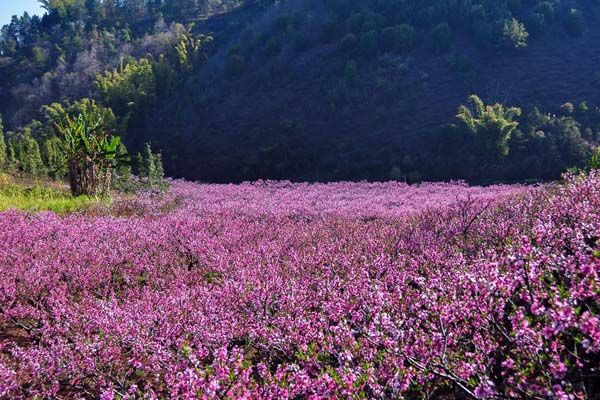 桃花箐村 桃花箐村
