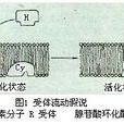 細胞膜受體(膜受體)