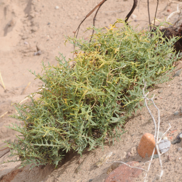 Jaborosa leucotricha