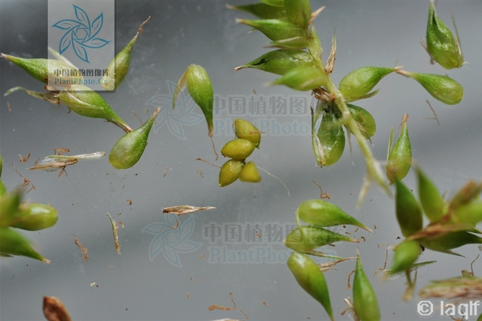 柔果薹草 柔果薹草