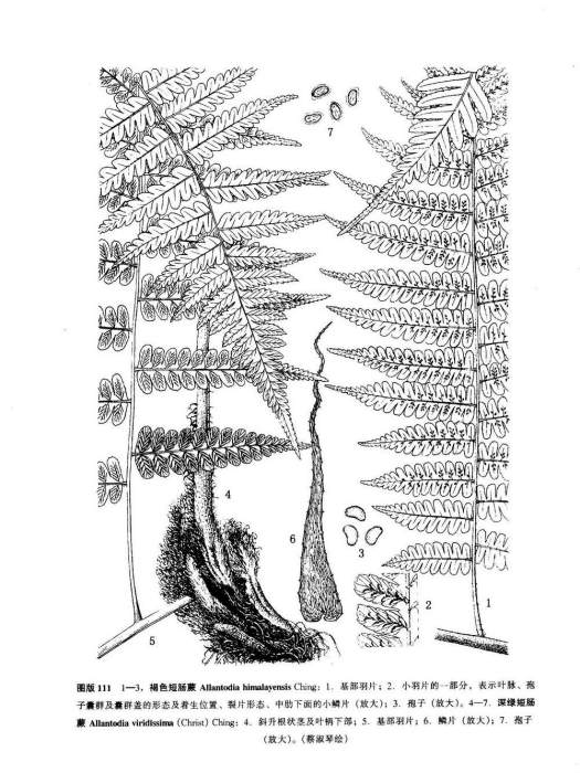 褐色短腸蕨 褐色短腸蕨