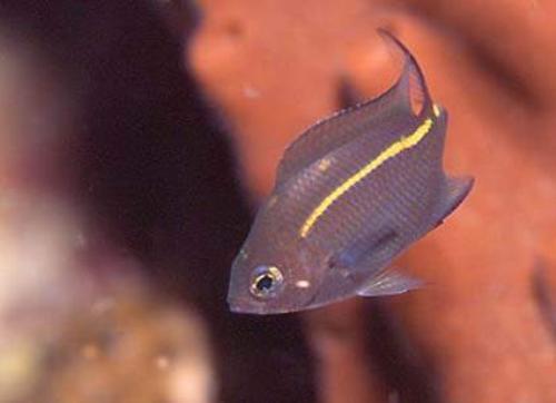 橙線雀魚 橙線雀魚