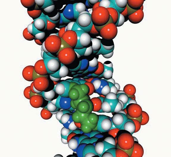 人類基因組DNA草圖