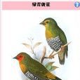 綠背斑雀