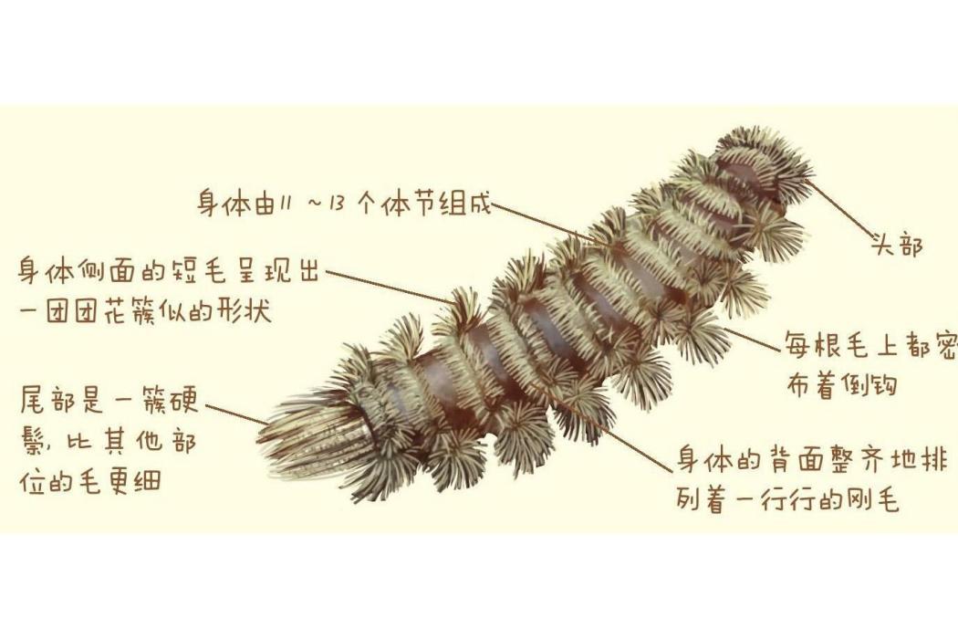 毛馬陸 毛馬陸
